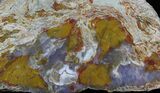 Jurassic Petrified Wood Slab - Henry Mountain #34054-1